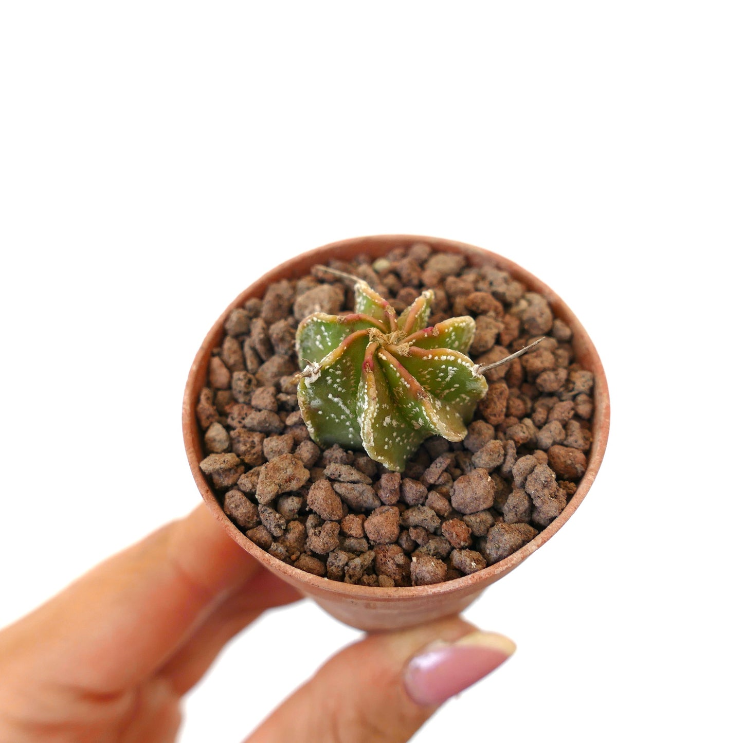 Astrophytum myriostigma x thayo x capricorne piccolo raro cactus con corpo verde a forma di stella e macchie bianche