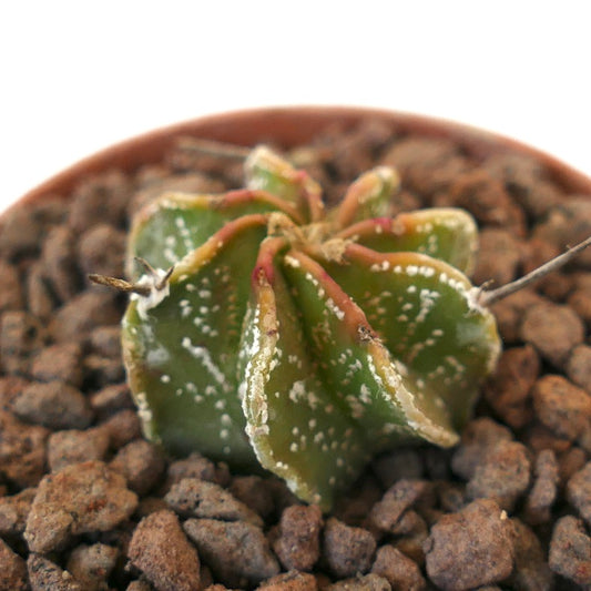 Astrophytum myriostigma x thayo x capricorne rare green cactus with white speckles and long spines