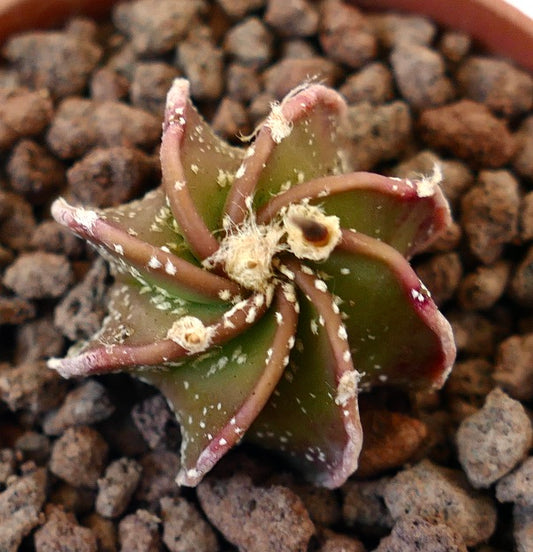 Astrophytum myriostingma x BUFFALO rare succulent cactus with star-shaped ribbed structure and small white spots