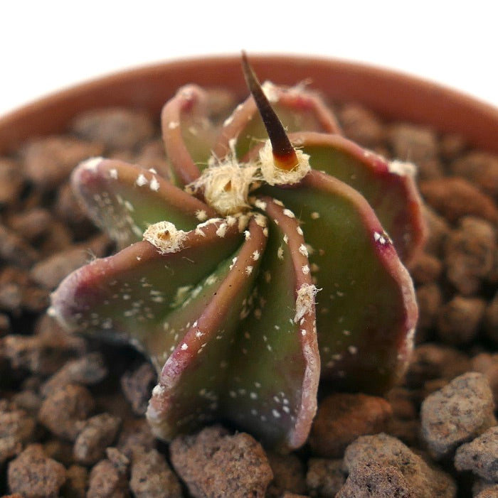 Astrophytum myriostigma cactus succulent rare avec épines foncées et corps vert texturé