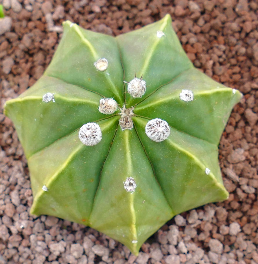Astrophytum myrisotigma GREEN MULTOCOSTATUM