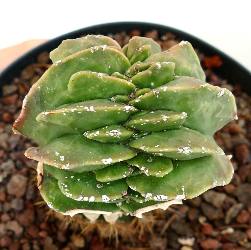 Astrophytum myrisotigma MAJOR CRESTED CREST