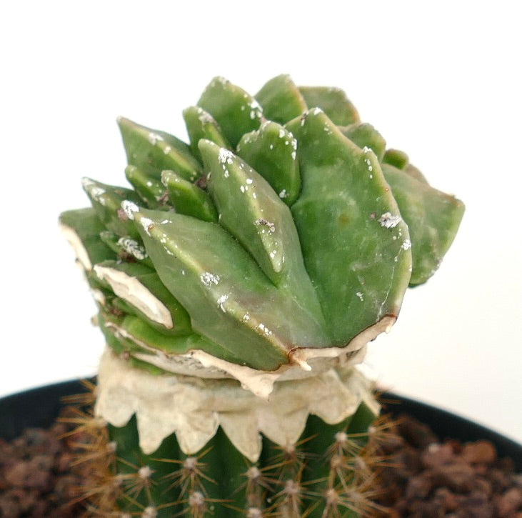 Astrophytum myrisotigma MAJOR CRESTED CREST