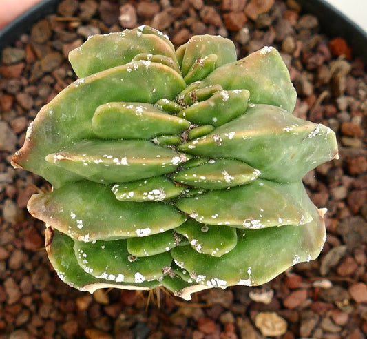 Astrophytum myrisotigma MAJOR CRESTED CREST