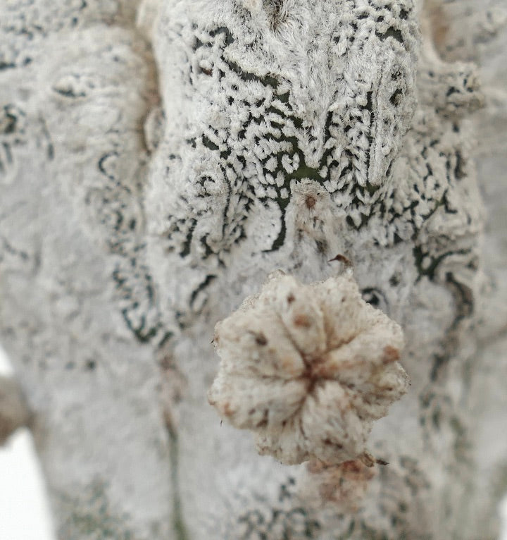 아스트로피텀 마이리소티그마 희귀 선인장, 흰색 질감 표면과 작은 꽃봉오리