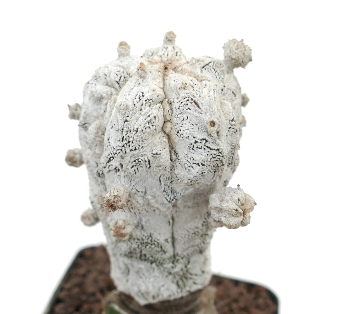 아스트로피툼 마이리소티그마 희귀한 하얀 질감의 선인장, 작은 둥근 혹과 보슬보슬한 겨드랑이가 특징입니다