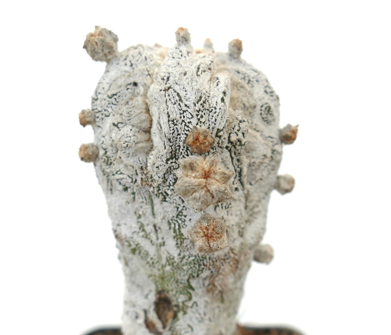 아스트로피텀 마이리소티그마 희귀한 흰색 질감 선인장, 갈색 솜털 점과 원통형 형태