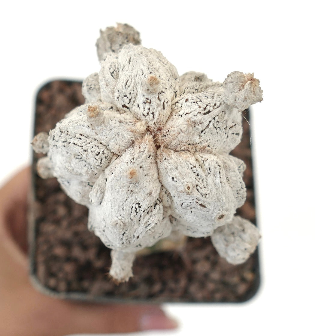 아스트로피툼 미리소티그마 희귀한 흰색 질감 다육 선인장 솜털 아레올 포함