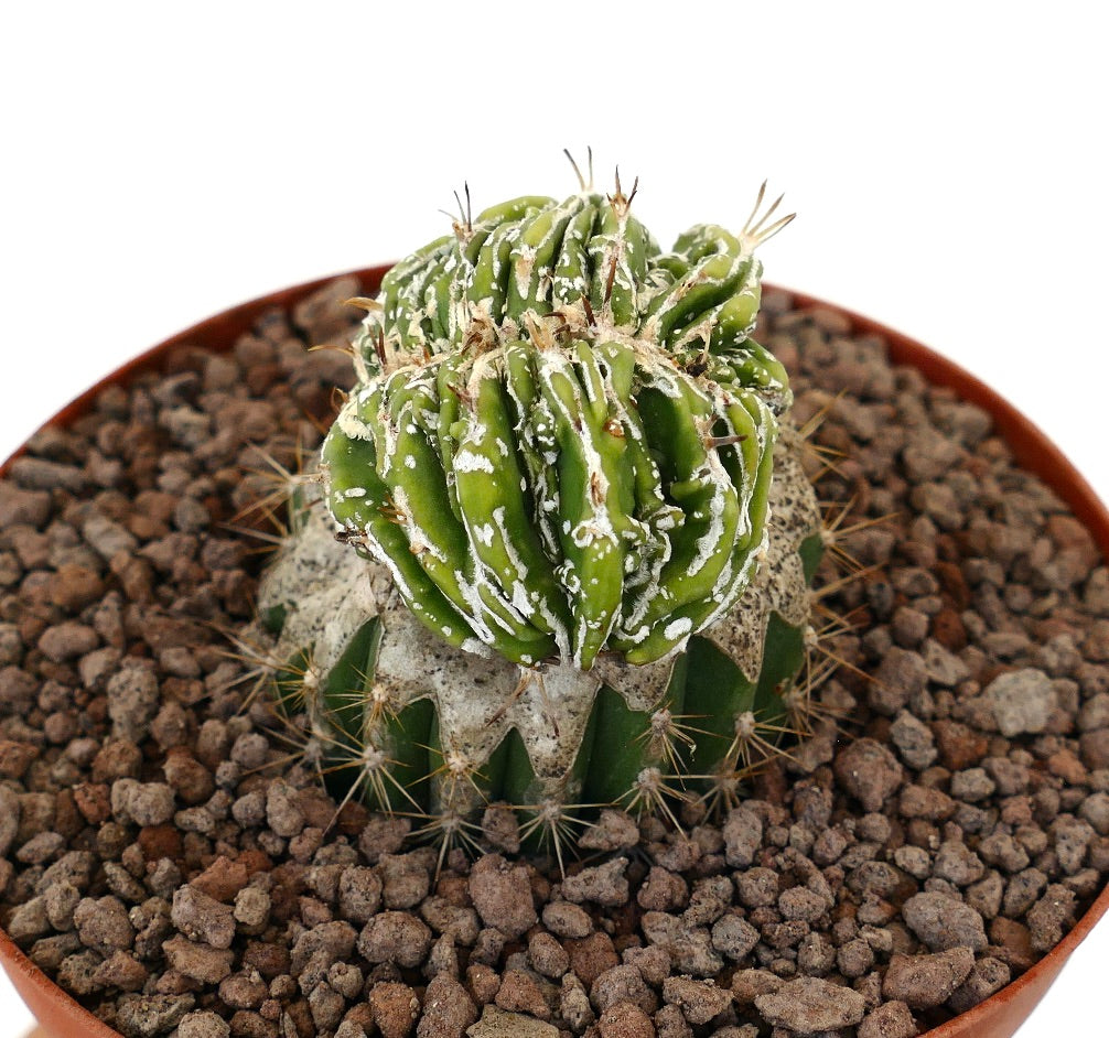 아스트로피툼 미리소티그마 품종 '하쿠조 후쿠류' 희귀 봉우리형 초록 선인장, 흰 무늬와 가시 포함