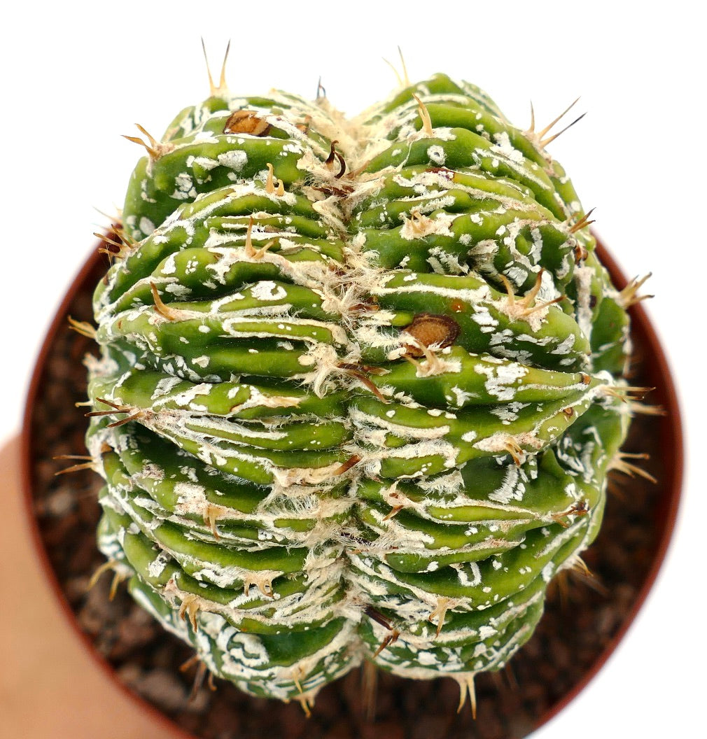 Astrophytum myrisotigma cv 'Hakujo Fukuryu' crested cactus with white speckled patterns and sharp spines