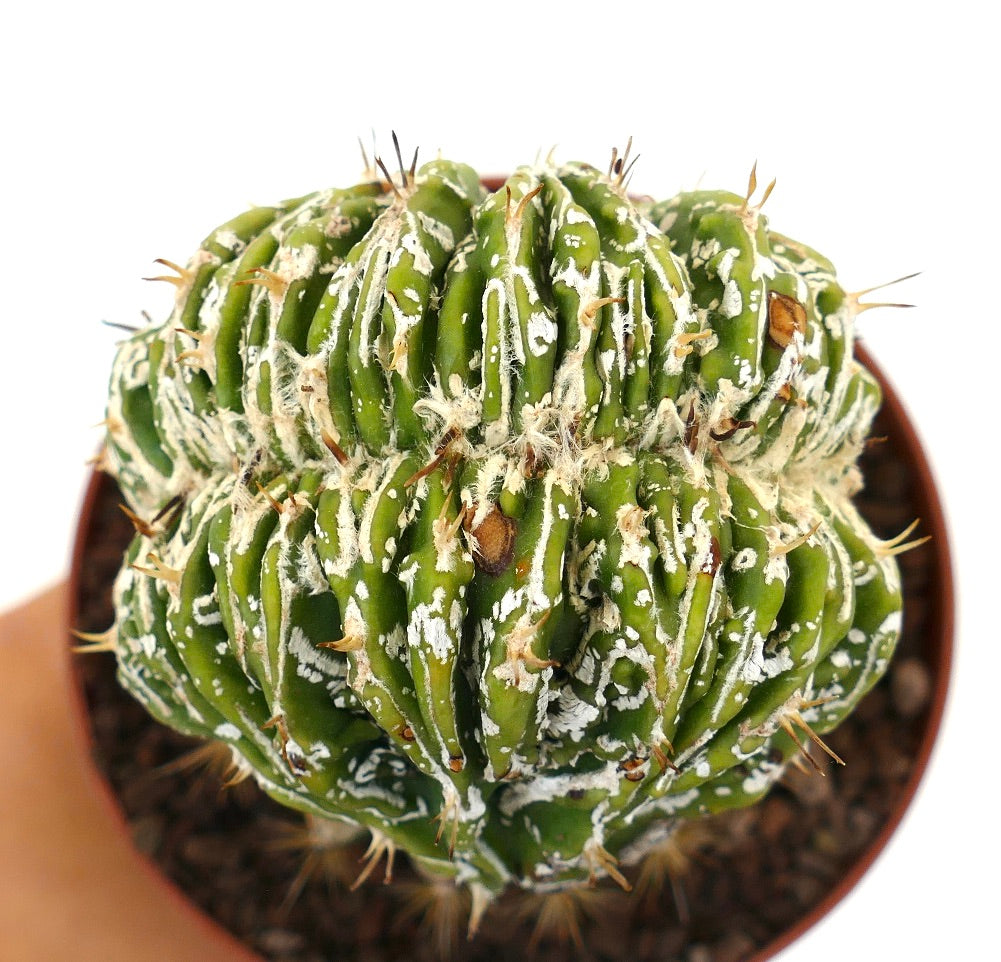 Astrophytum myrisotigma cv 'Hakujo Fukuryu' crested succulent cactus with white flecks and spines