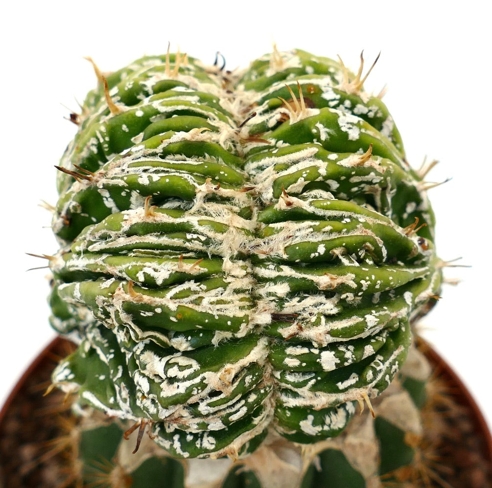 Astrophytum myrisotigma cv 'Hakujo Fukuryu' crested rare green cactus with white flecks and small spines