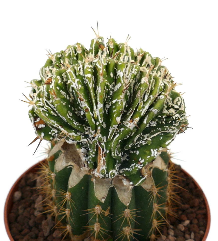 Astrophytum myrisotigma cv 'Hakujo Fukuryu' crested rare cactus with textured white markings and spines