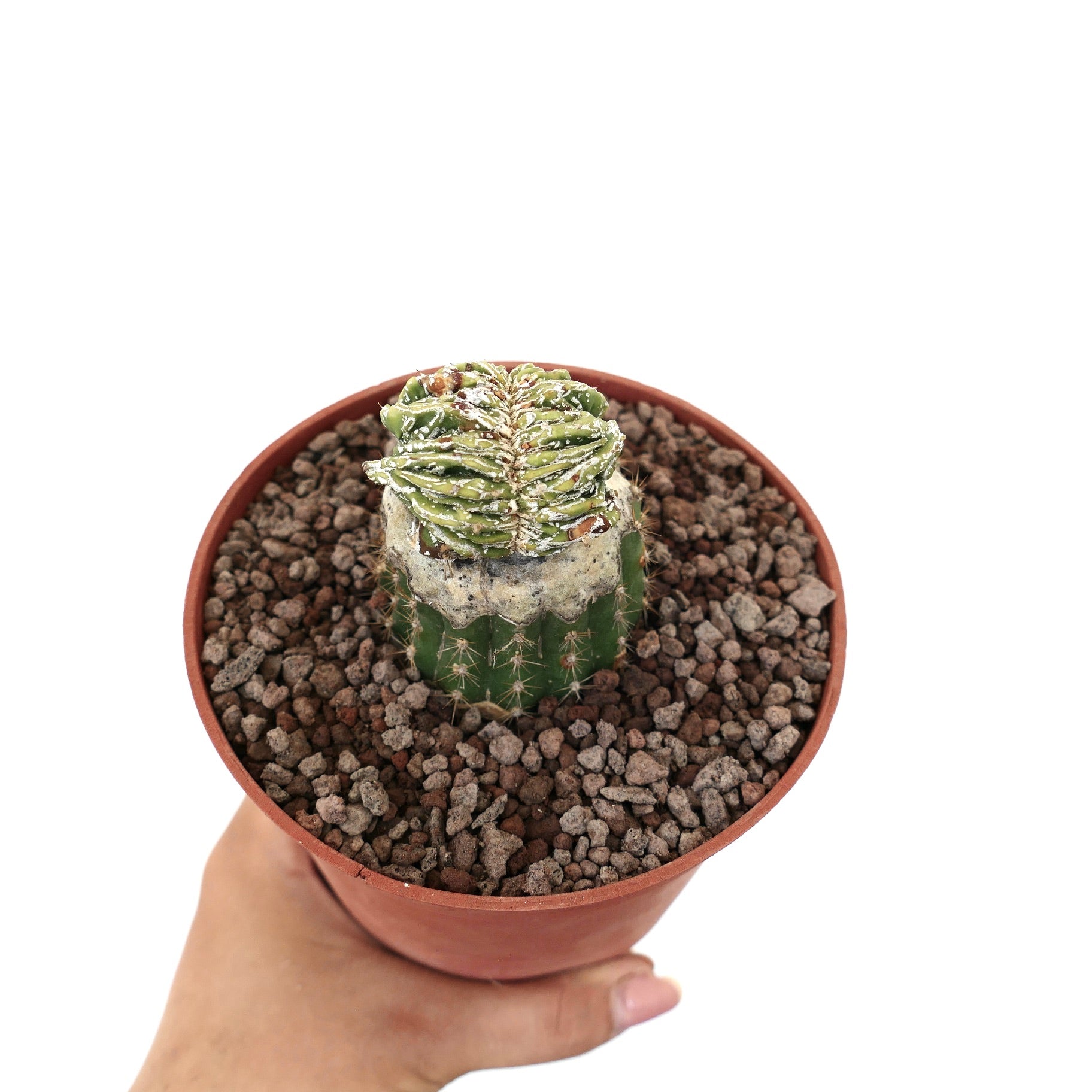 Astrophytum myriostigma cv 'Hakujo Fukuryu' sjelden kammet sukkulent kaktus med strukturert grønn topp