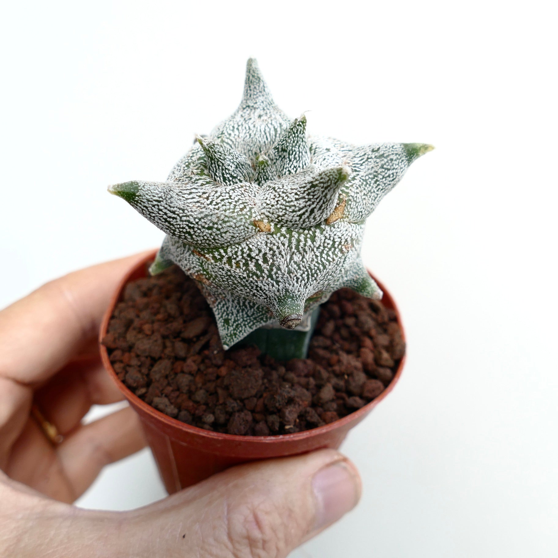 Astrophytum myriostigma cv "KIKKO JESTER HAT" sjelden stjerneformet sukkulent kaktus med hvitprikket tekstur