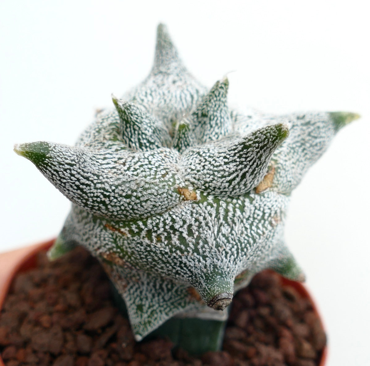 Astrophytum myriostigma cv "KIKKO JESTER HAT" sjelden saftig kaktus med hvite flekkete stjerneformede blad