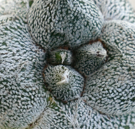 Astrophytum myrisotigma cv "KIKKO JESTER HAT"