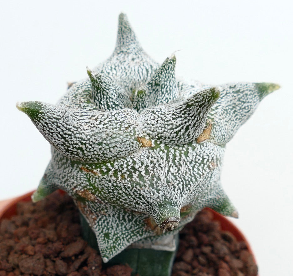 Astrophytum myriostigma cv "KIKKO JESTER HAT" sjelden stjerneformet sukkulentkaktus med hvitflekket tekstur