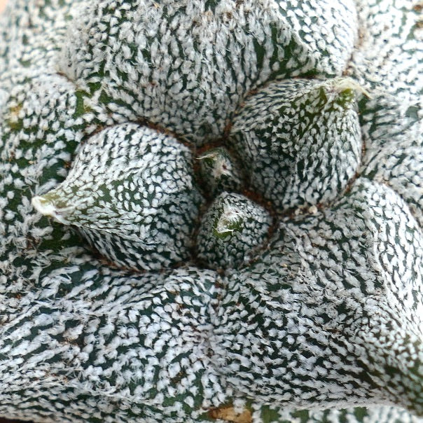 Astrophytum myriostigma cv "KIKKO JESTER HAT" sjelden teksturert sukkulent kaktus med hvitt flekkete mønster