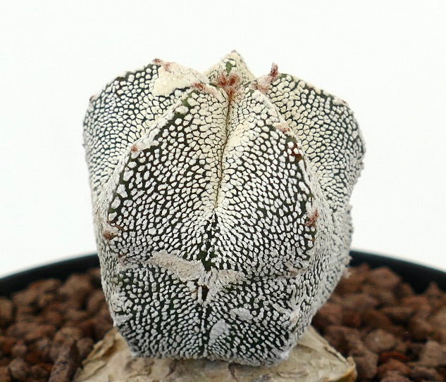 Astrophytum myrisotigma | Botanical Archive | Unique Cacti for Sale