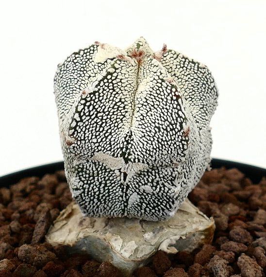 Astrophytum myrisotigma | Botanical Archive | Unique Cacti for Sale