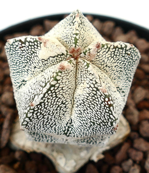 Astrophytum myrisotigma | Botanical Archive | Unique Cacti for Sale