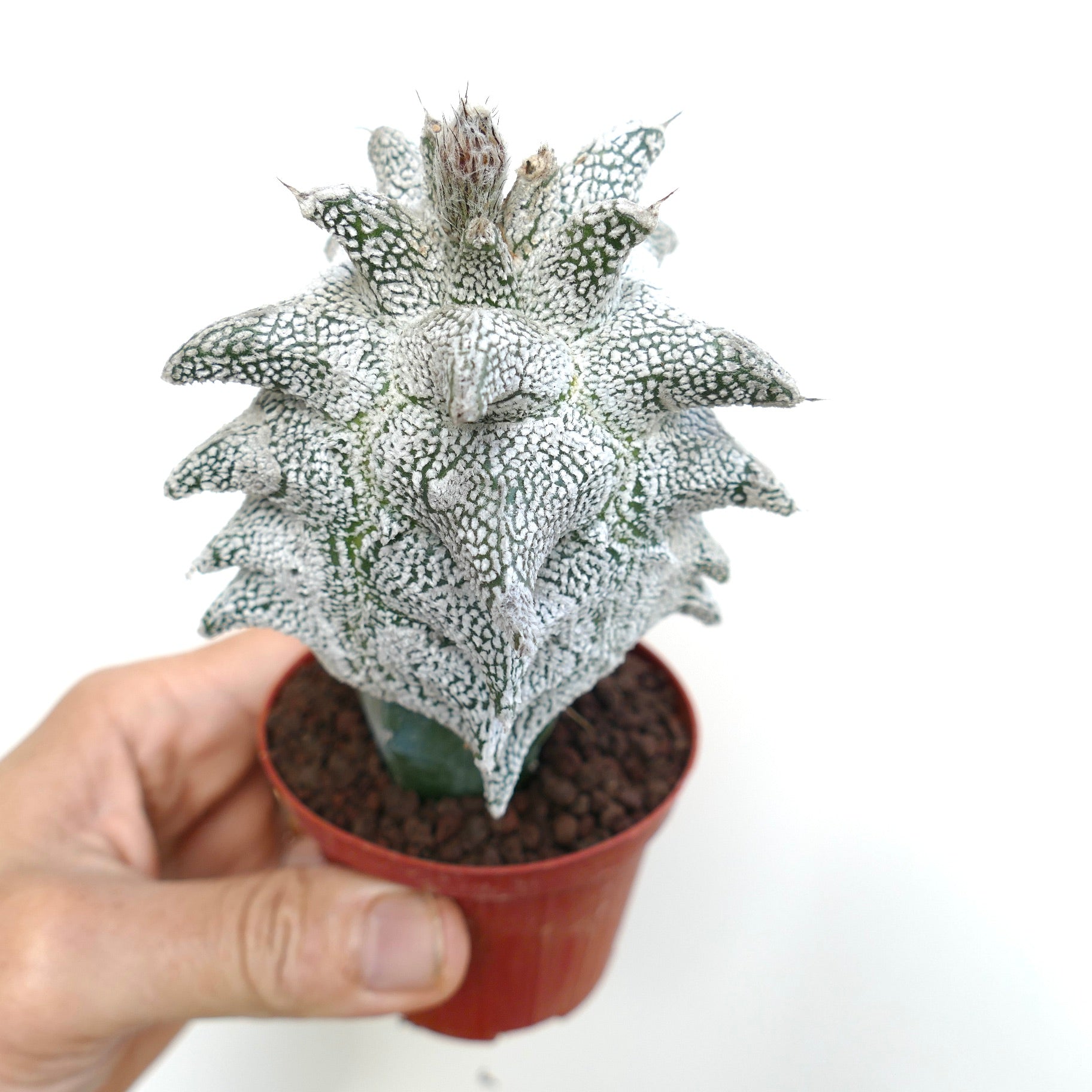 Astrophytum myrisotigma cv "SUPER KIKKO" X "JESTER HAT" seltene weiß gesprenkelte Kaktee mit stacheliger, strukturierter Oberfläche