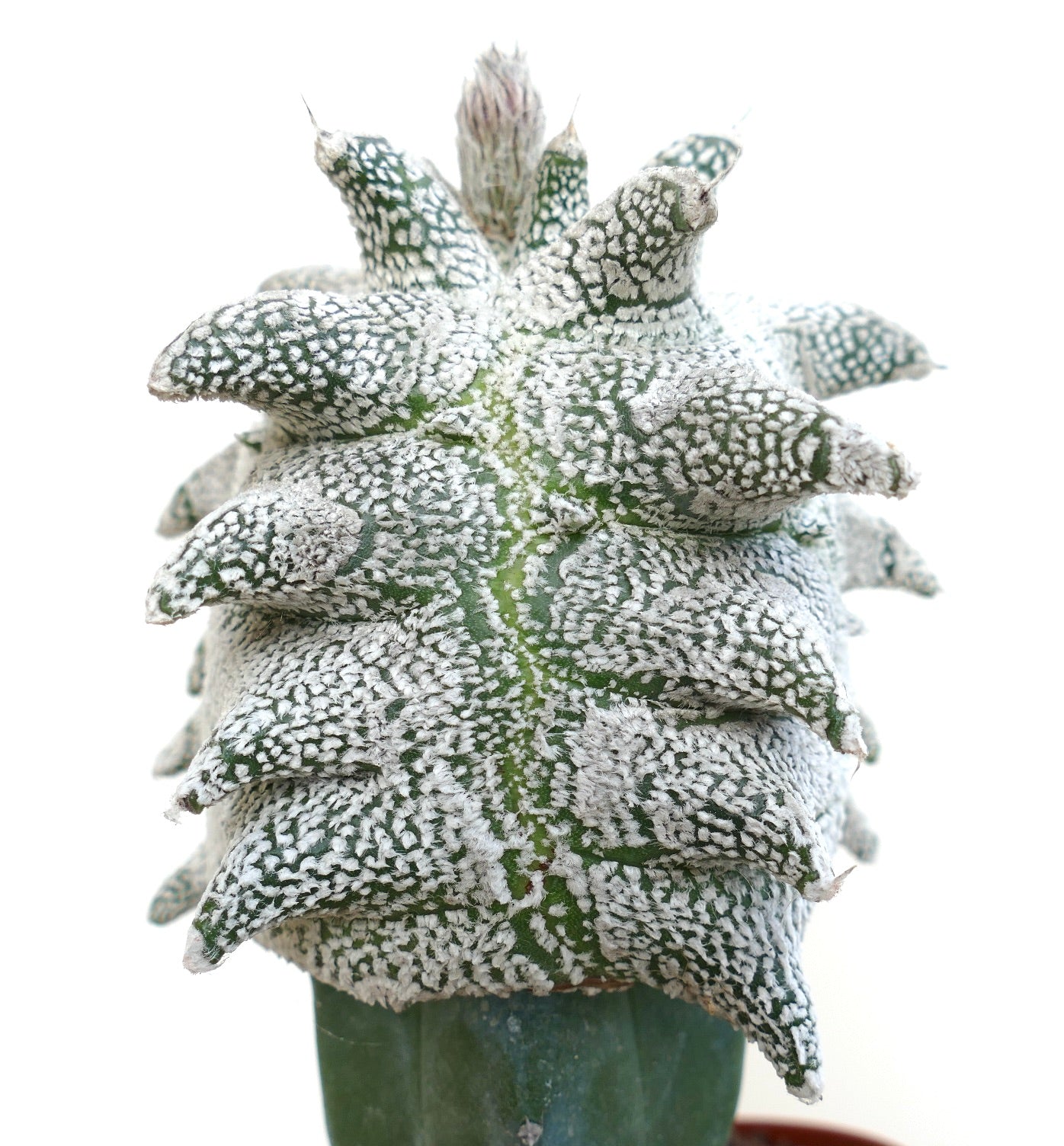 Astrophytum myriostigma cv "SUPER KIKKO" X "JESTER HAT" seltenes, strukturiertes sukkulentes Kakteenexemplar