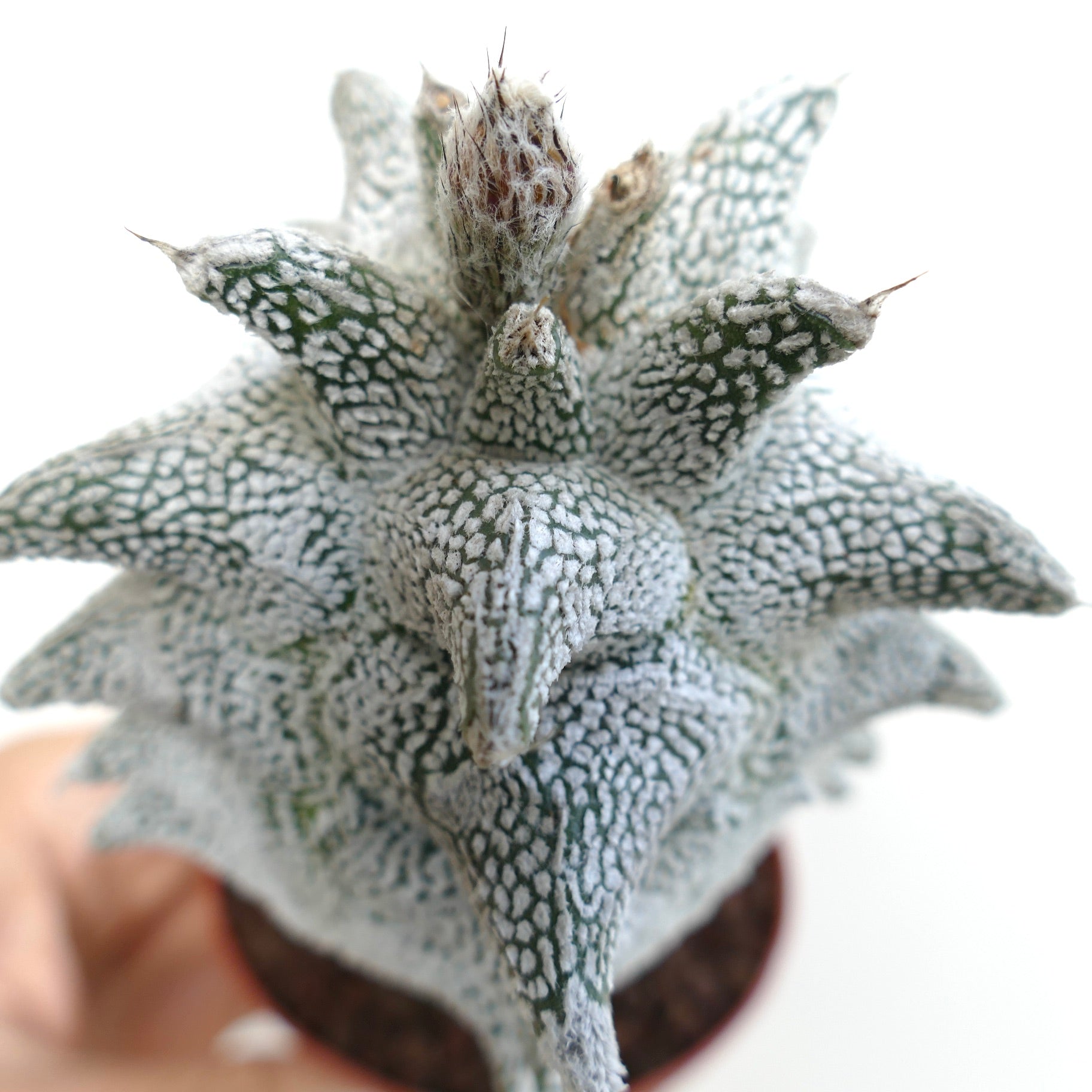 Astrophytum myriostigma cv "SUPER KIKKO" X "JESTER HAT" seltener, weiß gefleckter, texturierter Sukkulenten-Kaktus mit spitzen Warzen