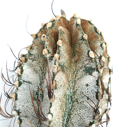 Astrophytum niveum (Cuatrocienegas) SEEDS