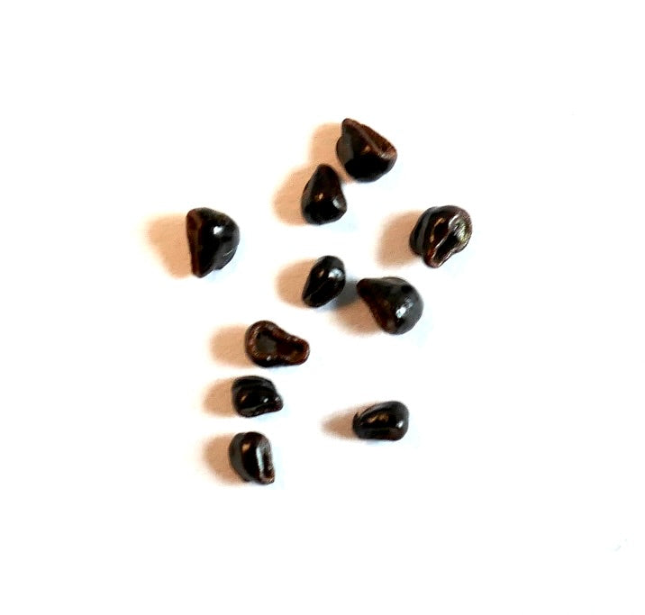 Semi di Astrophytum niveum piccoli, lucidi, neri, semi succulenti di cactus