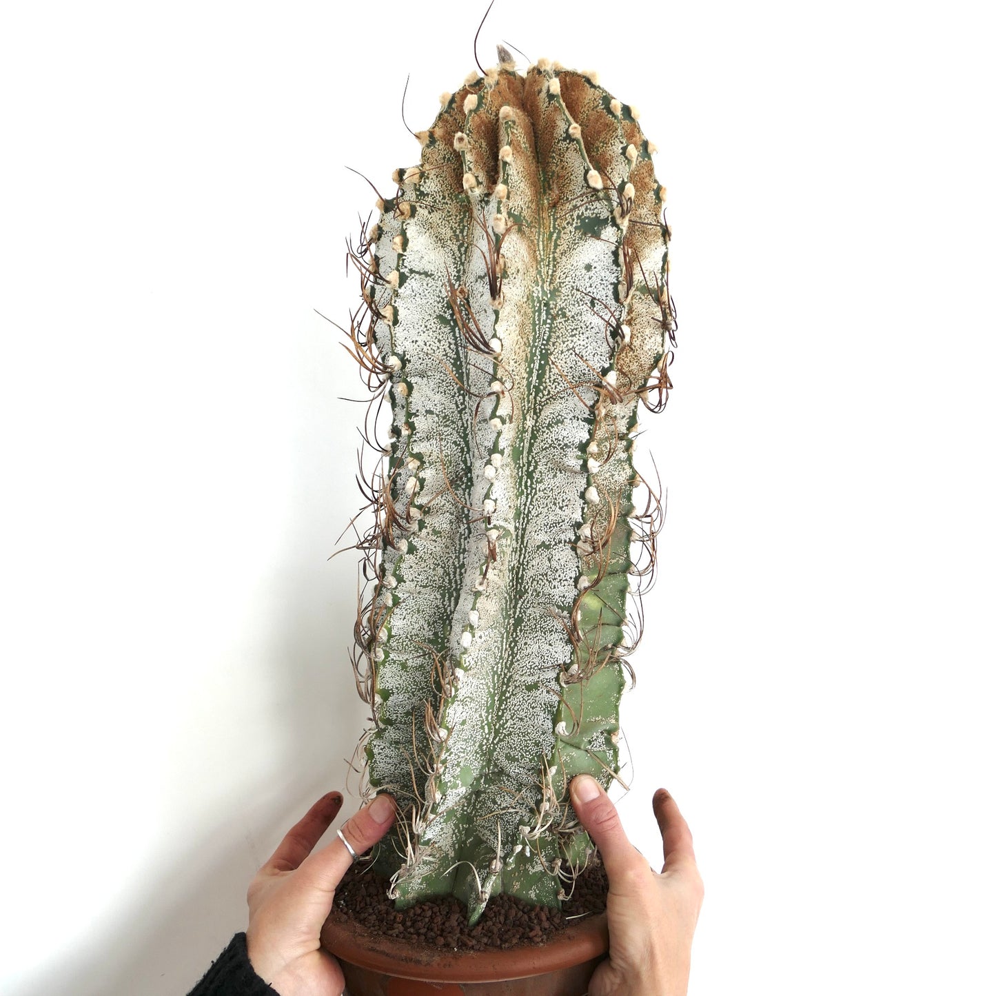 Astrophytum niveum (Cuatrocienegas) SEEDS