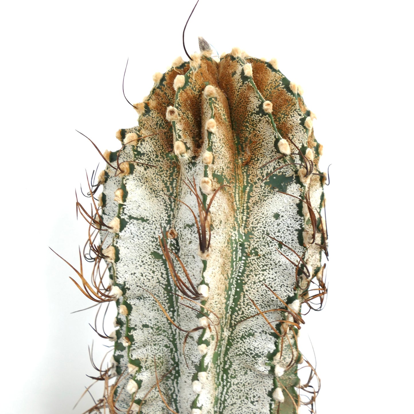 Astrophytum niveum (Cuatrocienegas) SEEDS