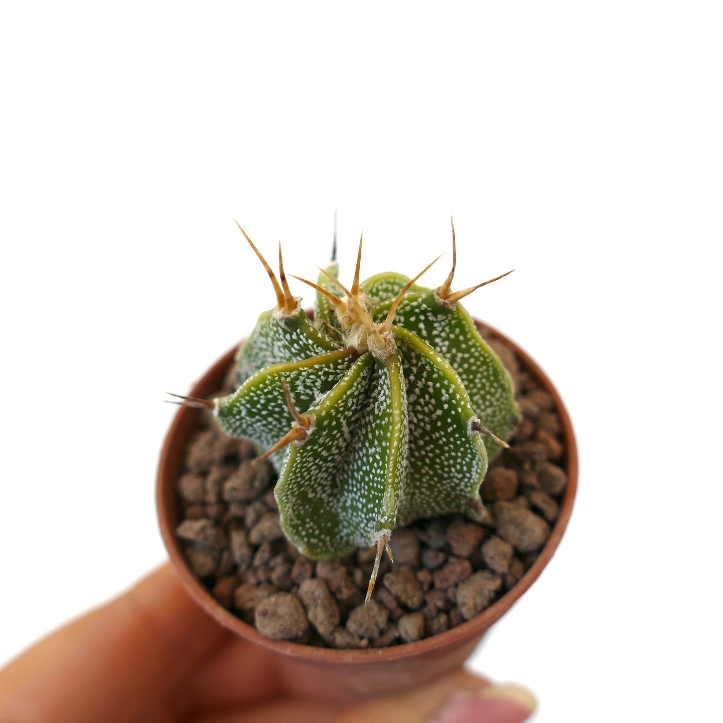 鉢植えの白い斑点と長い黄みがかったトゲを持つアストロフィツム・オルナツム多肉サボテン