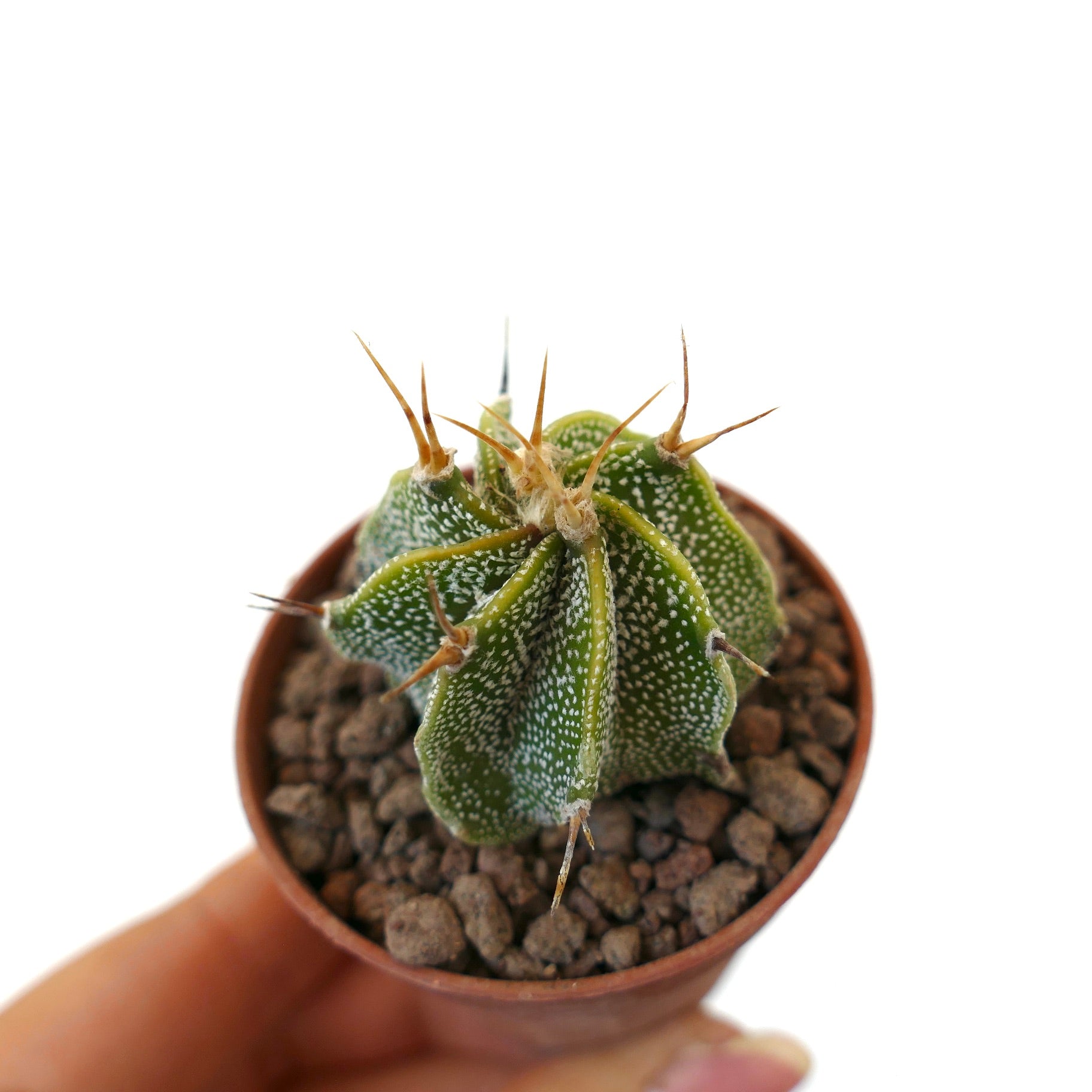 鉢植えの白い斑点と長い黄みがかったトゲを持つアストロフィツム・オルナツム多肉サボテン