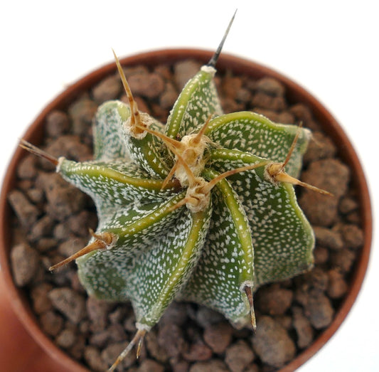 Astrophytum ornatum succulent cactus with white speckled ribs and long sharp spines in pot