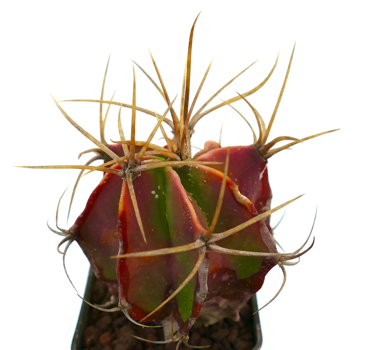 Astrophytum ornatum cactus succulento con corpo rosso e verde e lunghe spine appuntite