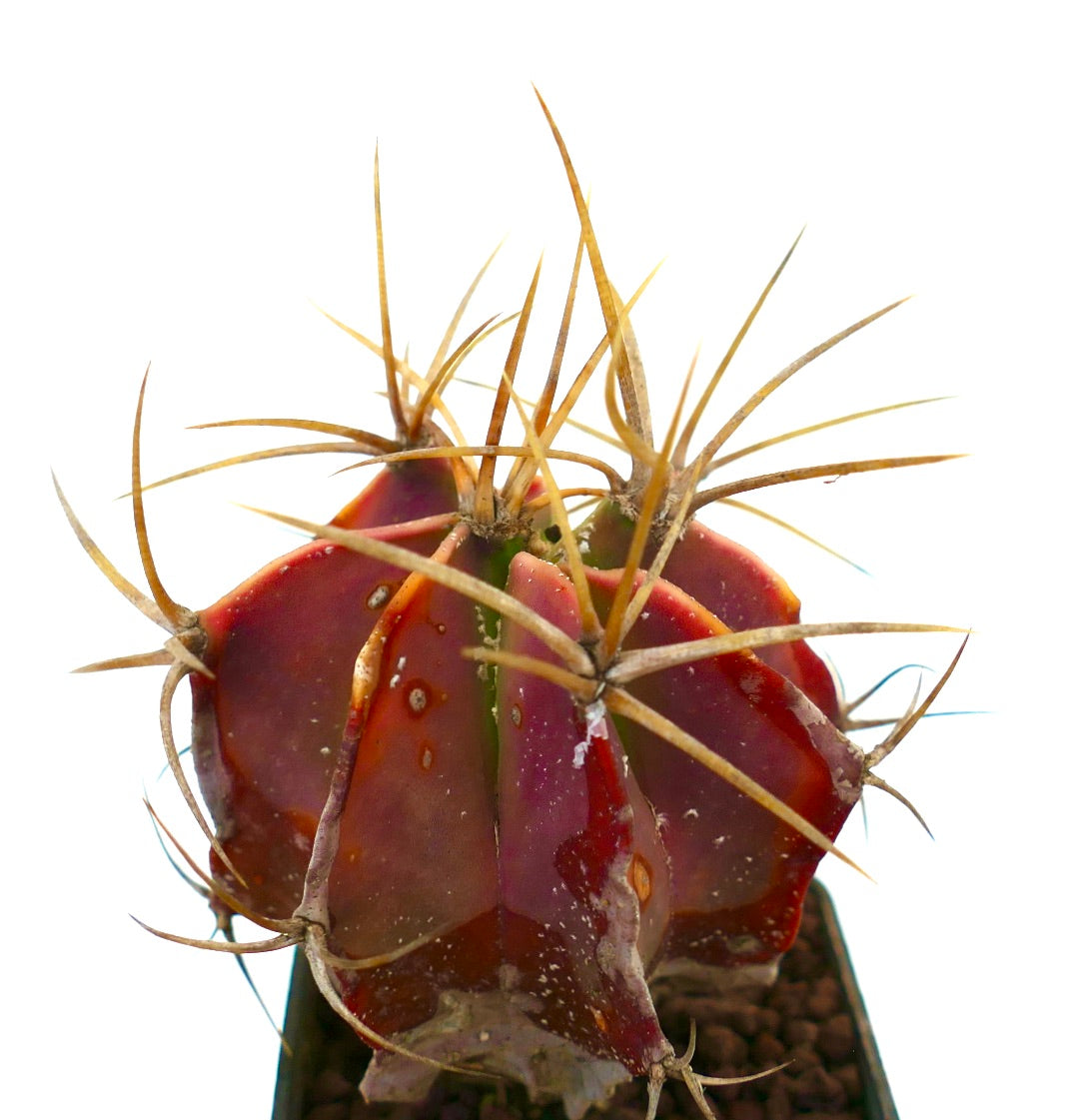 Astrophytum ornatum raro cactus succulento con corpo rosso e lunghe spine gialle esemplare