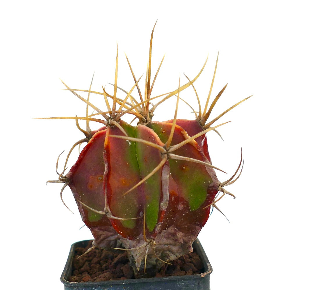 Astrophytum ornatum, cactus succulento con corpo variegato rosso e verde e spine lunghe e affilate