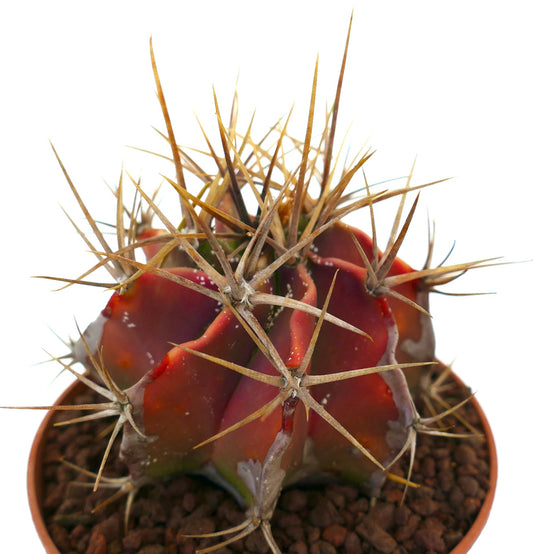 Astrophytum ornatum succulent cactus with thick strong spines and red tinted body in pot