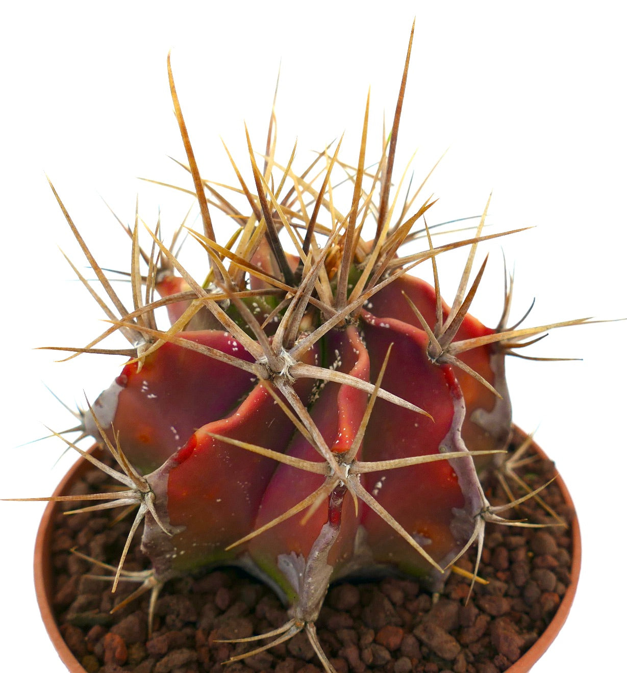 Astrophytum ornatum cactus succulento con spine spesse e robuste e corpo rossastro in vaso