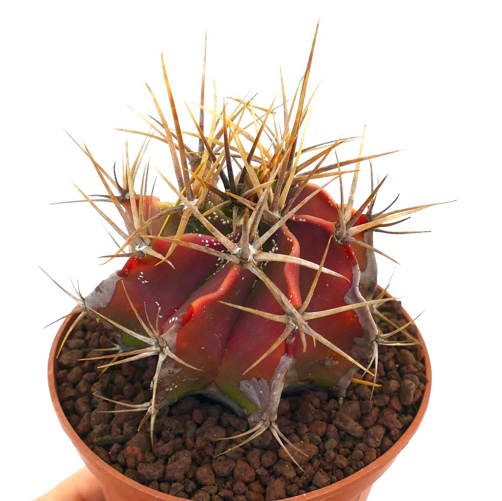Astrophytum ornatum cactus succulento con corpo rosso e spine lunghe e appuntite in vaso