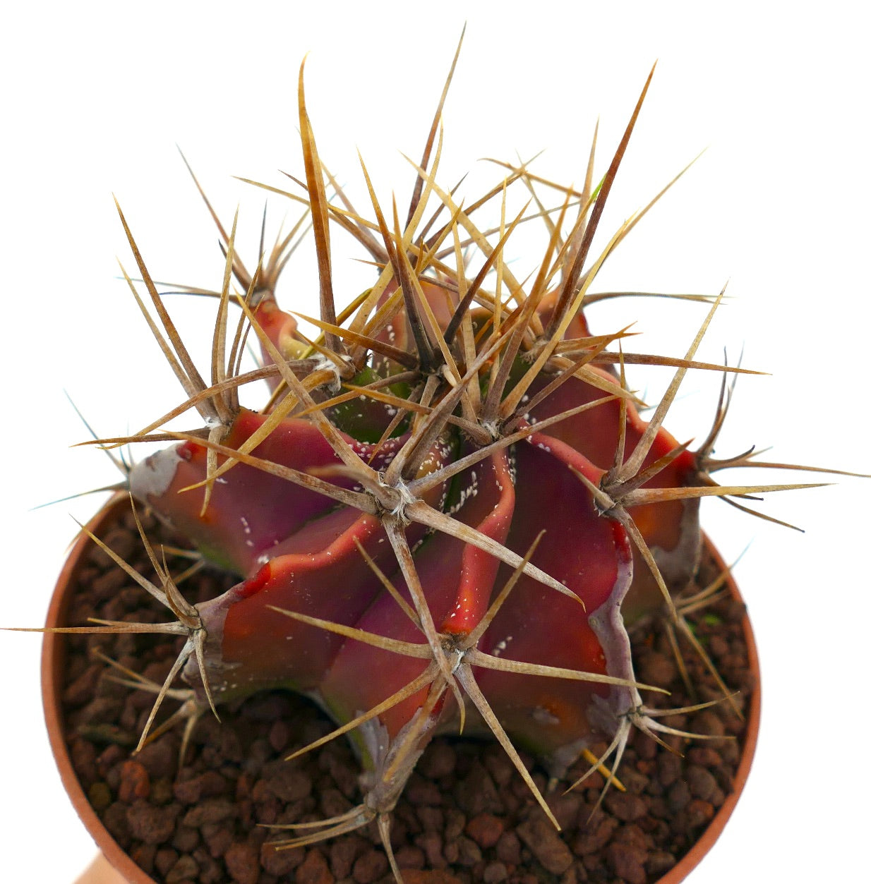 Cactus succulento Astrophytum ornatum con corpo rosso e spine forti e lunghe in vaso