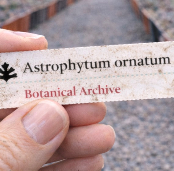 Etichetta stampata per pianta di Astrophytum ornatum tenuta all'aperto in vivaio