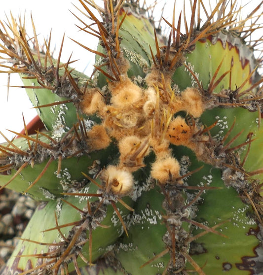 Astrophytum ornatum SLIGHTLY SPIRALIS old plant with sharp spines and textured green body