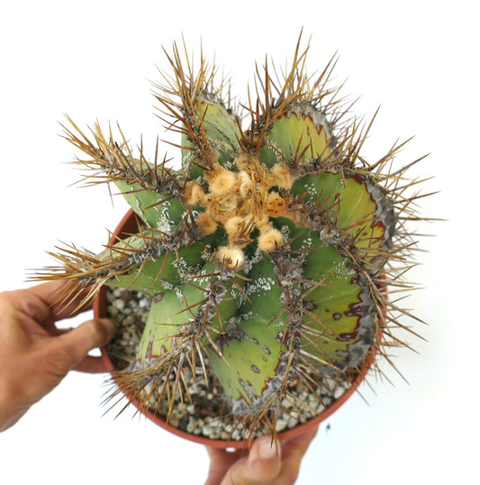 Astrophytum ornatum SLIGHTLY SPIRALIS old cactus plant with sharp brown spines