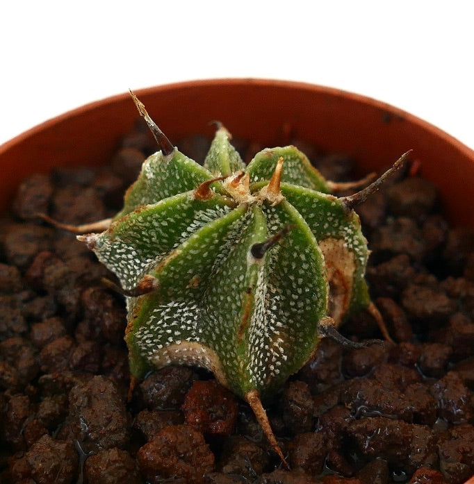 Astrophytum ornatum glabrescens sjelden saftig kaktus med spiralformede ribber og fremtredende torner
