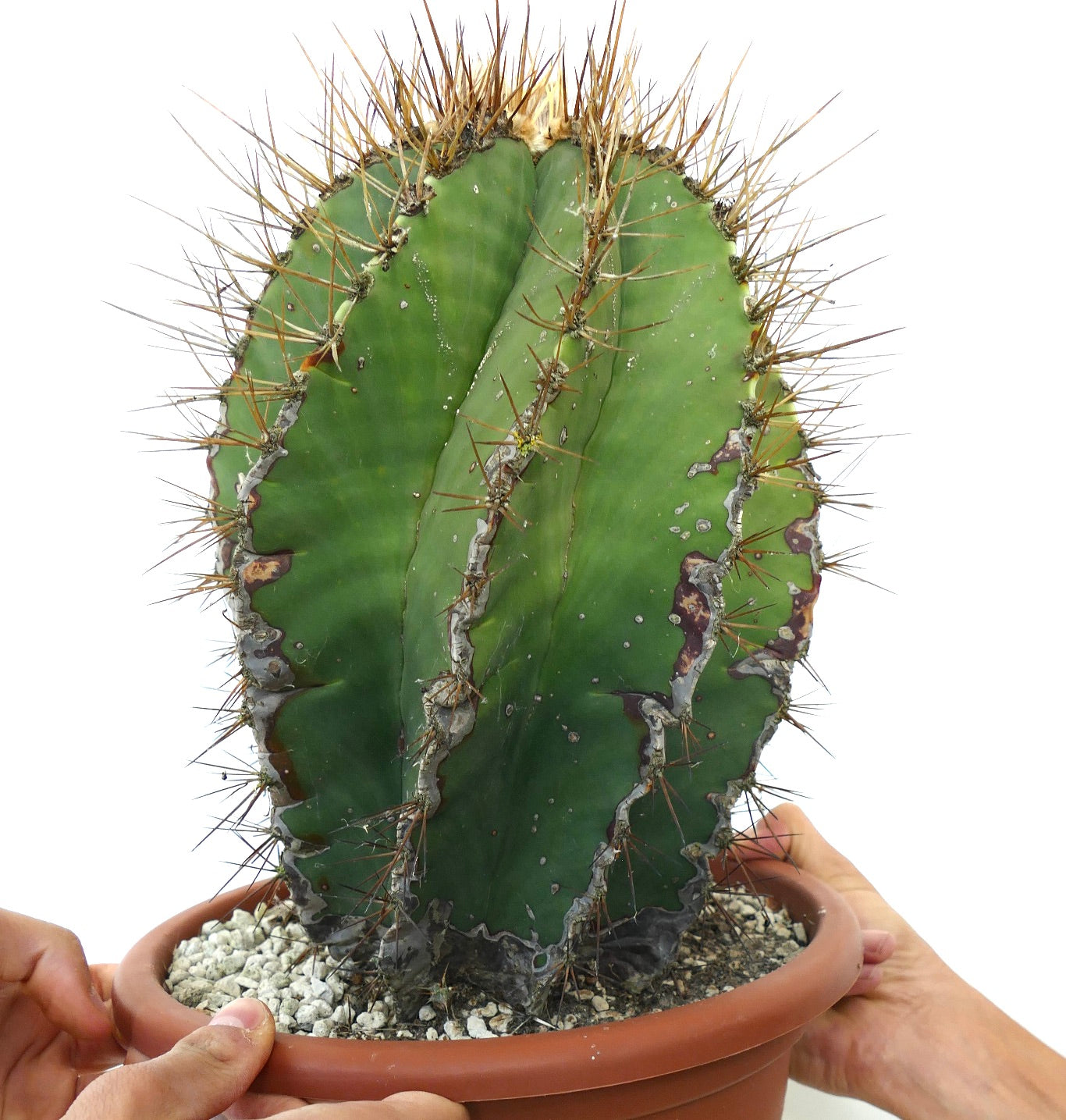 Astrophytum ornatum var. nudum SPIRALIS cacto verde raro com espinhos longos castanhos espécime suculento