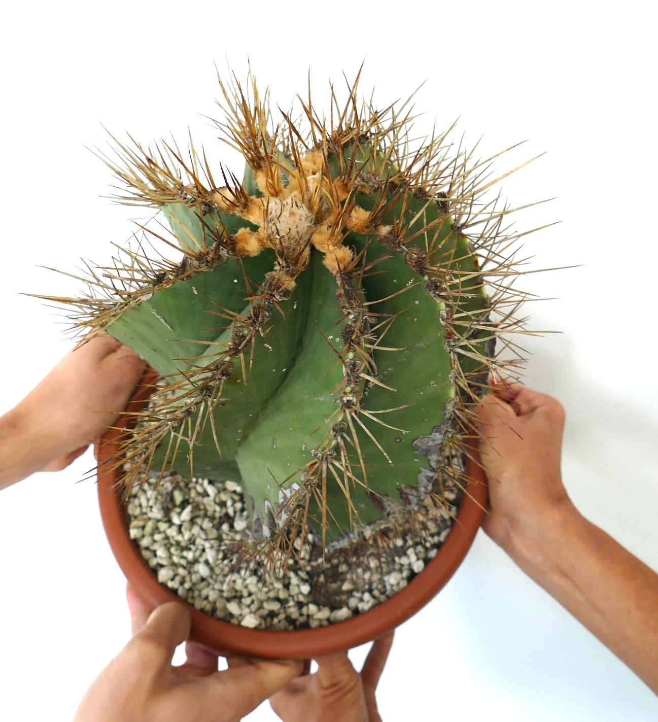 Astrophytum ornatum var. nudum SPIRALIS cacto raro com espinhos em espiral e caule verde espesso