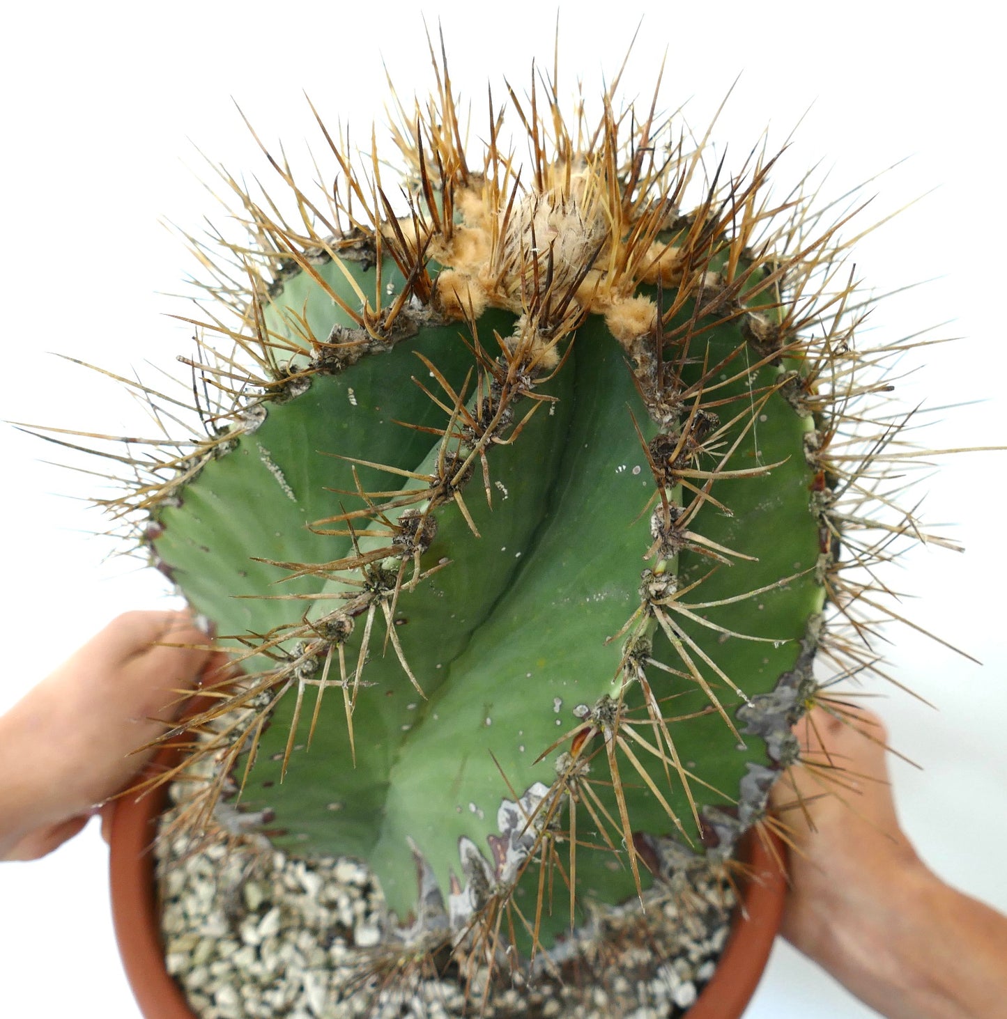 Astrophytum ornatum var. nudum SPIRALIS cacto suculento raro com espinhos proeminentes e corpo verde com nervuras